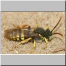 Nomada lathburiana - Wespenbiene m16a 10mm.jpg